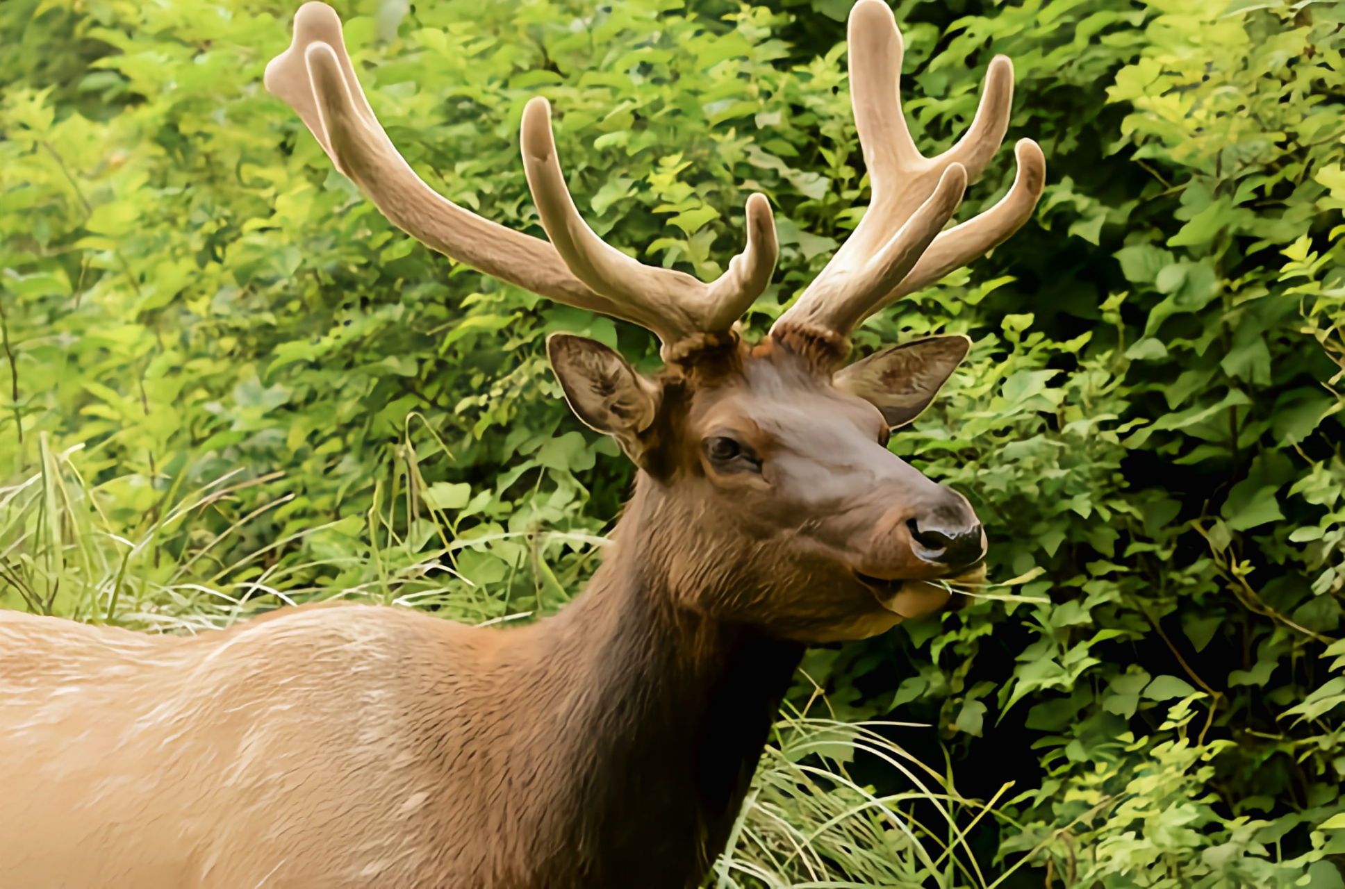 跨年创作挑战赛# 北美马鹿别名加拿大马鹿,共8个亚种.