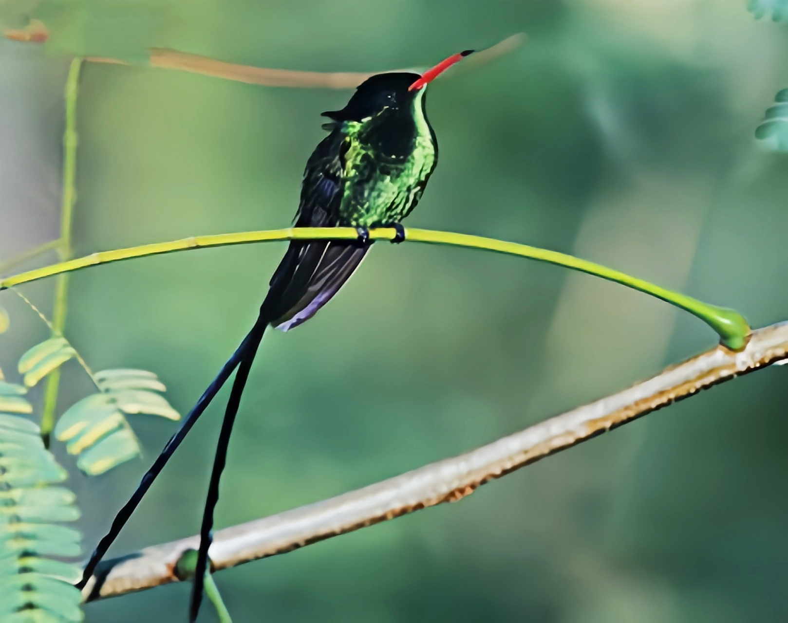 跨年创作挑战赛# 红嘴长尾蜂鸟作为牙买加的国鸟,具有独特的地位.