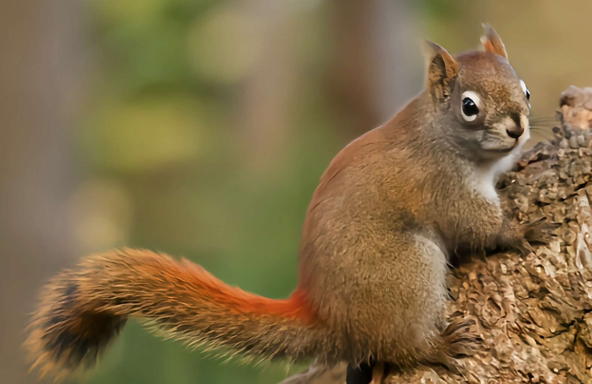 跨年创作挑战赛# 美洲红松鼠别名北美红松鼠,共25个亚种.
