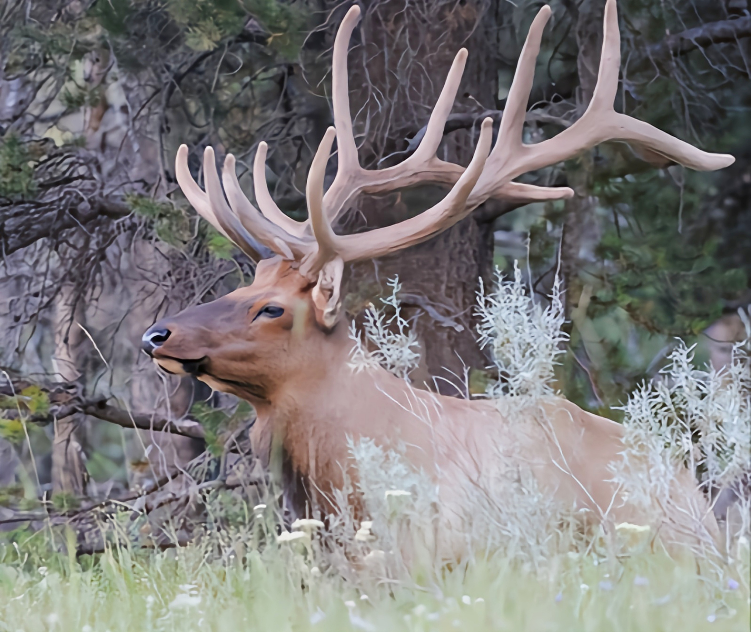 跨年创作挑战赛# 北美马鹿别名加拿大马鹿,共8个亚种.