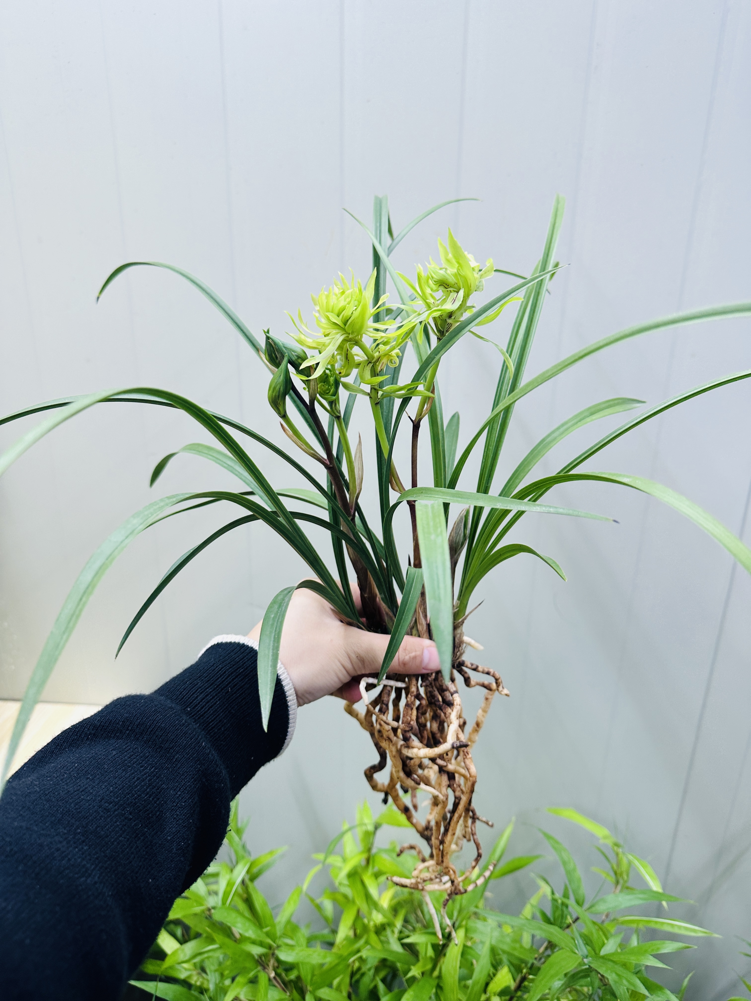 年宵花:春兰花开富贵