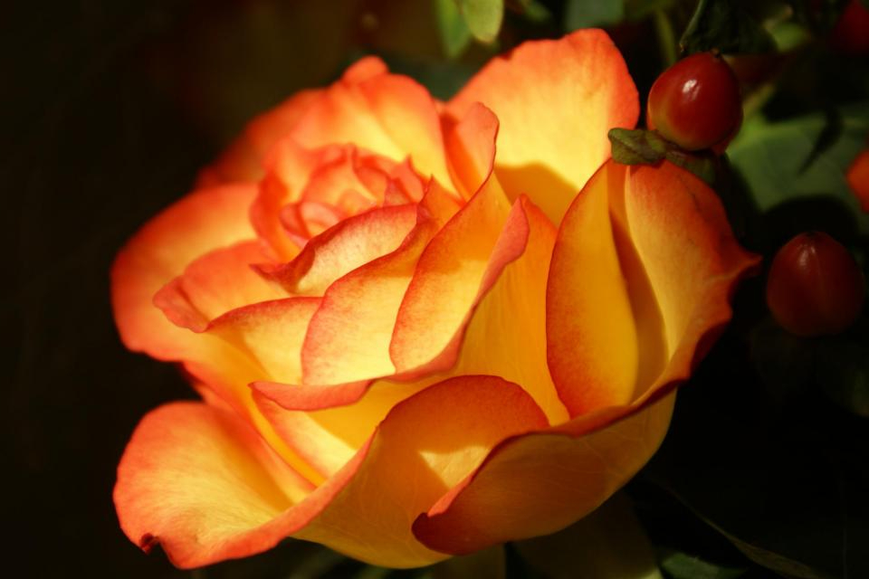 橙色玫瑰:热情与挑战的花语