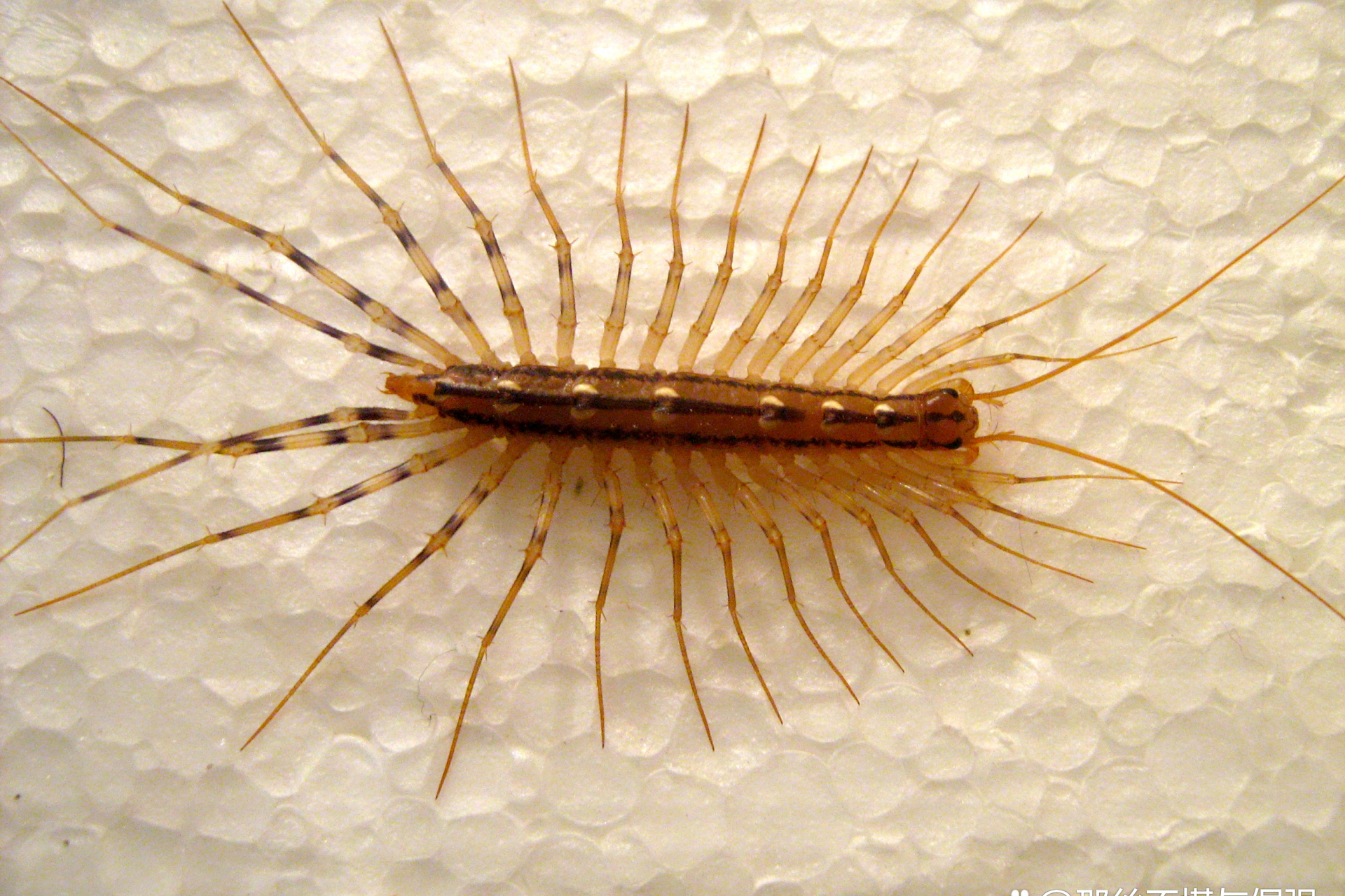 蚰蜒是一种分布广泛,以其他小型昆虫为食的昆虫,通常在夜间活动,喜欢