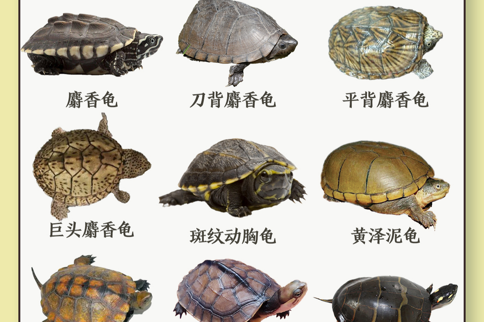 最小:果核泥龟 3. 最大:太平洋棱皮海龟 4. 走路最快:饼干陆龟 5.