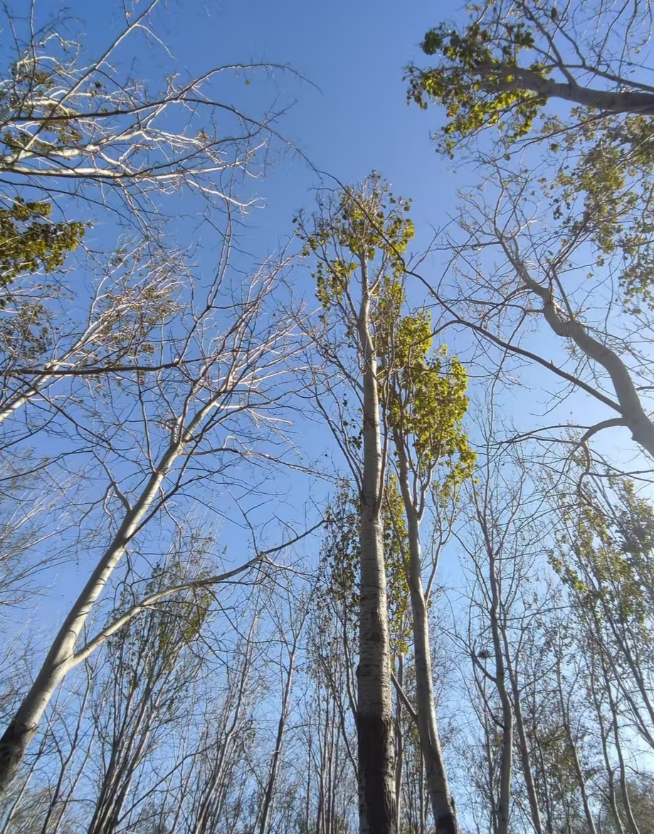 北京朝阳东坝郊野公园美到极致