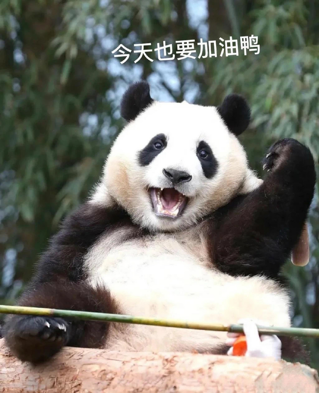 大熊猫福宝的表情包 有你喜欢的吗?