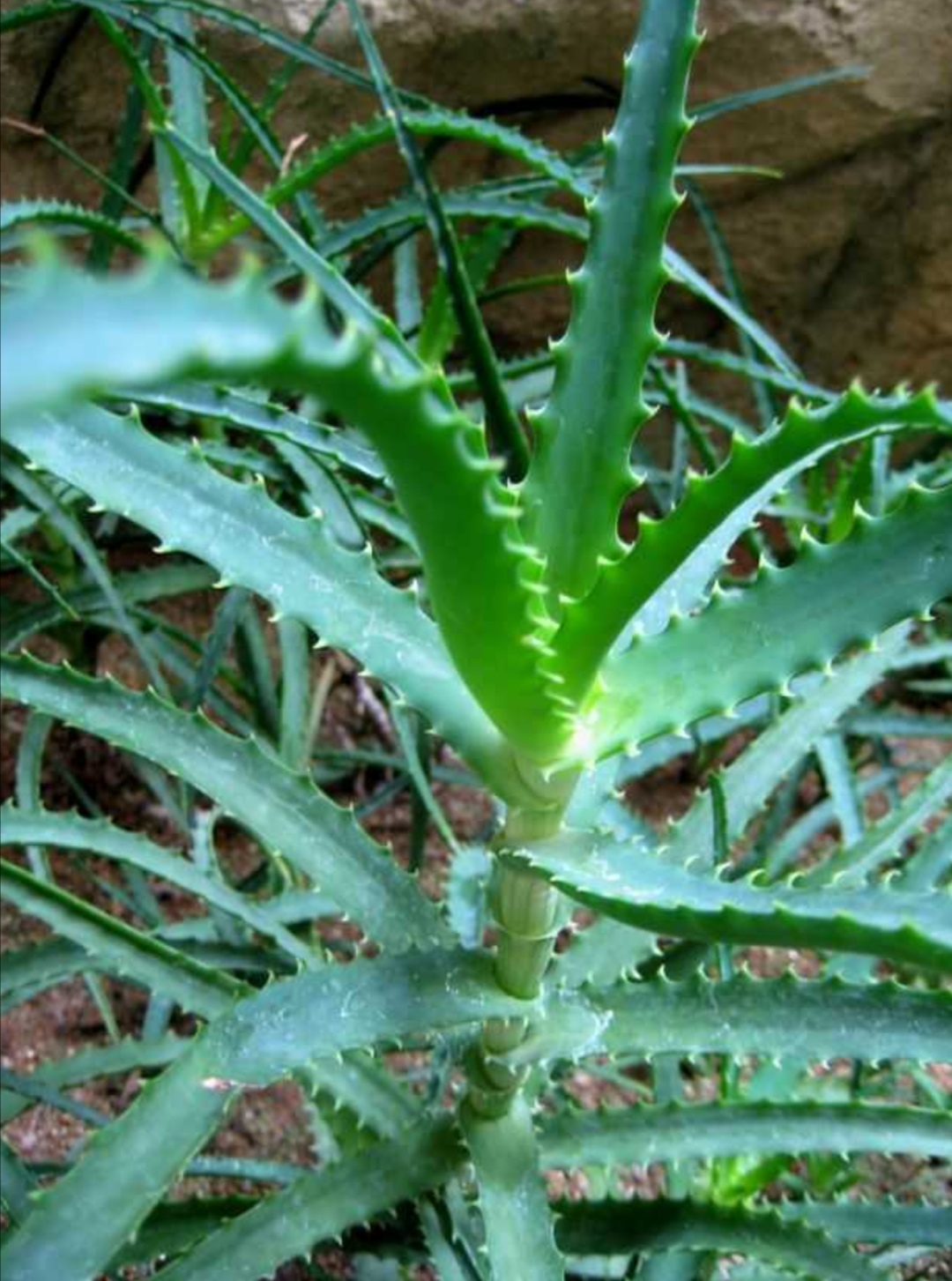 各种芦荟的功效和图片图片