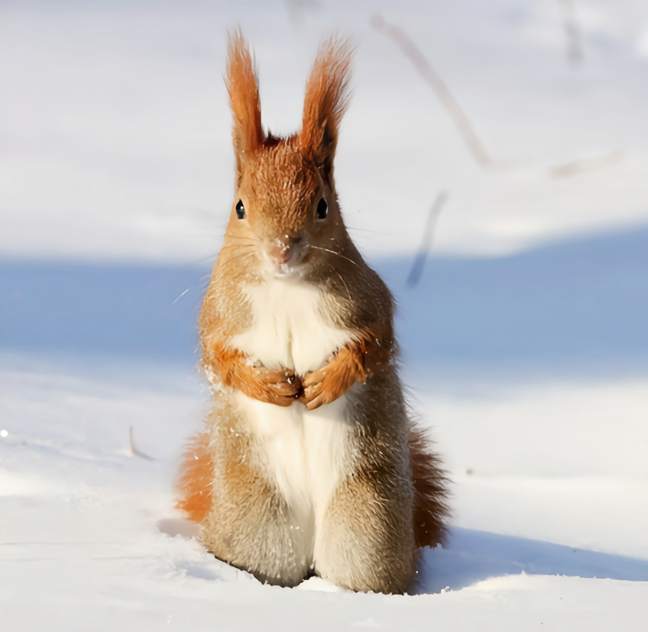 跨年创作挑战赛# 雪地松鼠别名西伯利亚红松鼠,是欧亚红松鼠的阎种