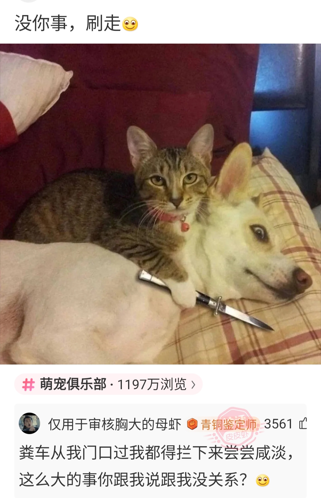 看我噗呲一刀白刀子进黄刀子出牛牛