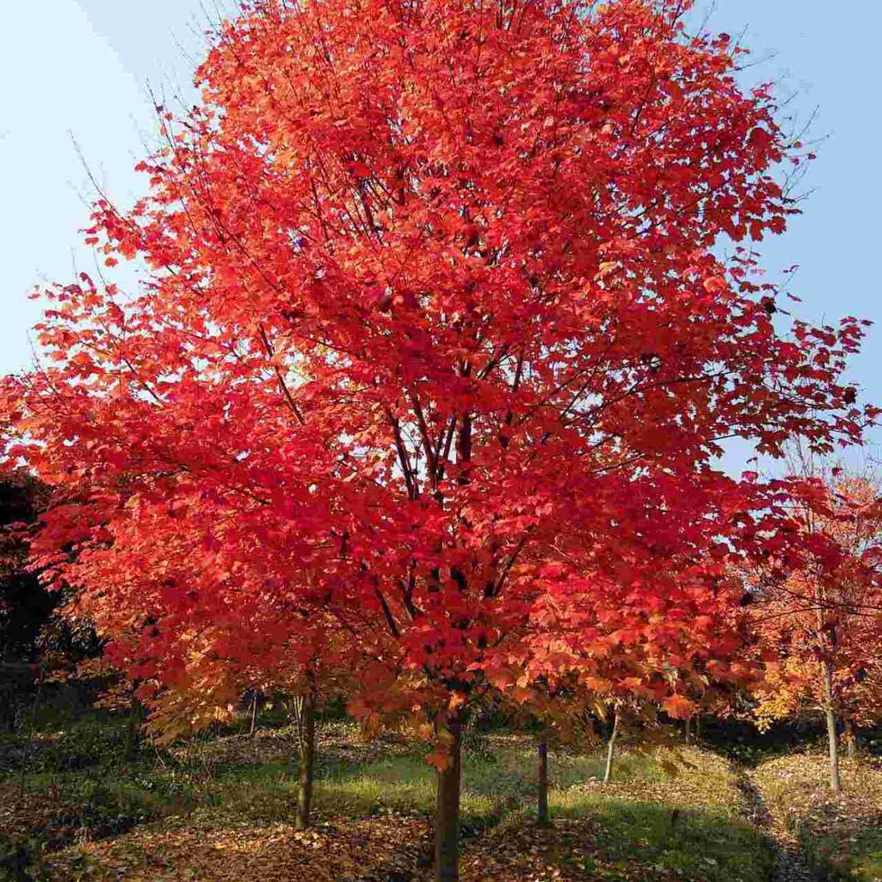 6种红色彩观叶植物:红栌,红叶小檗,红叶锦带,红花继木,红叶石楠和红枫