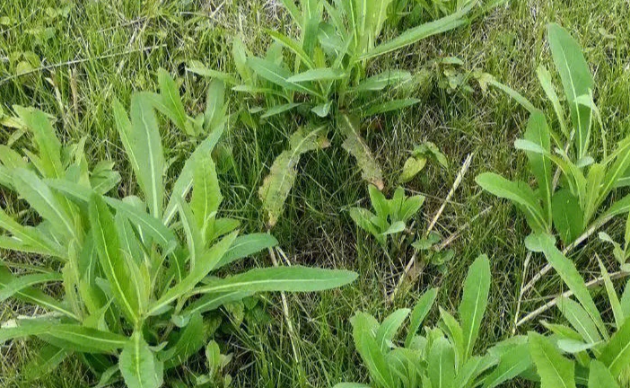 農村見到這幾種野菜切記只摘葉子牢記不要拔根它價值很昂貴