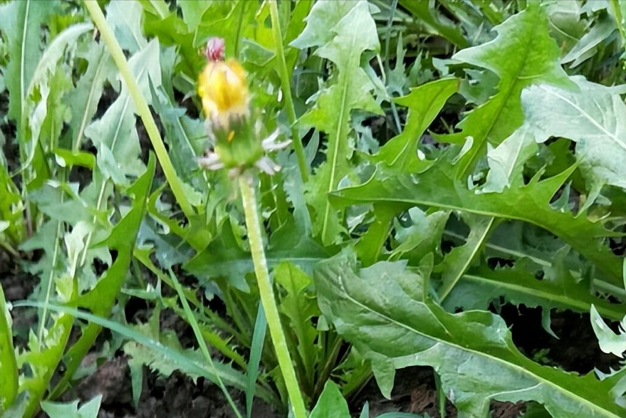 農村見到這幾種野菜切記只摘葉子牢記不要拔根它價值很昂貴