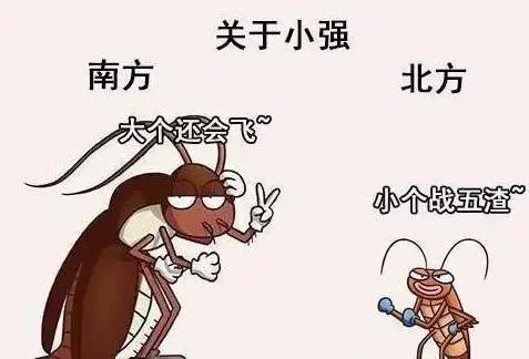 【南北差异】南北蟑螂的差异主要在于个头,北方小10