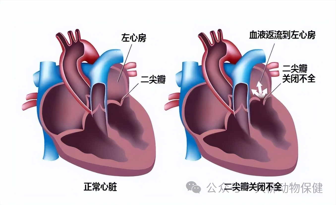 宠物心脏病系列