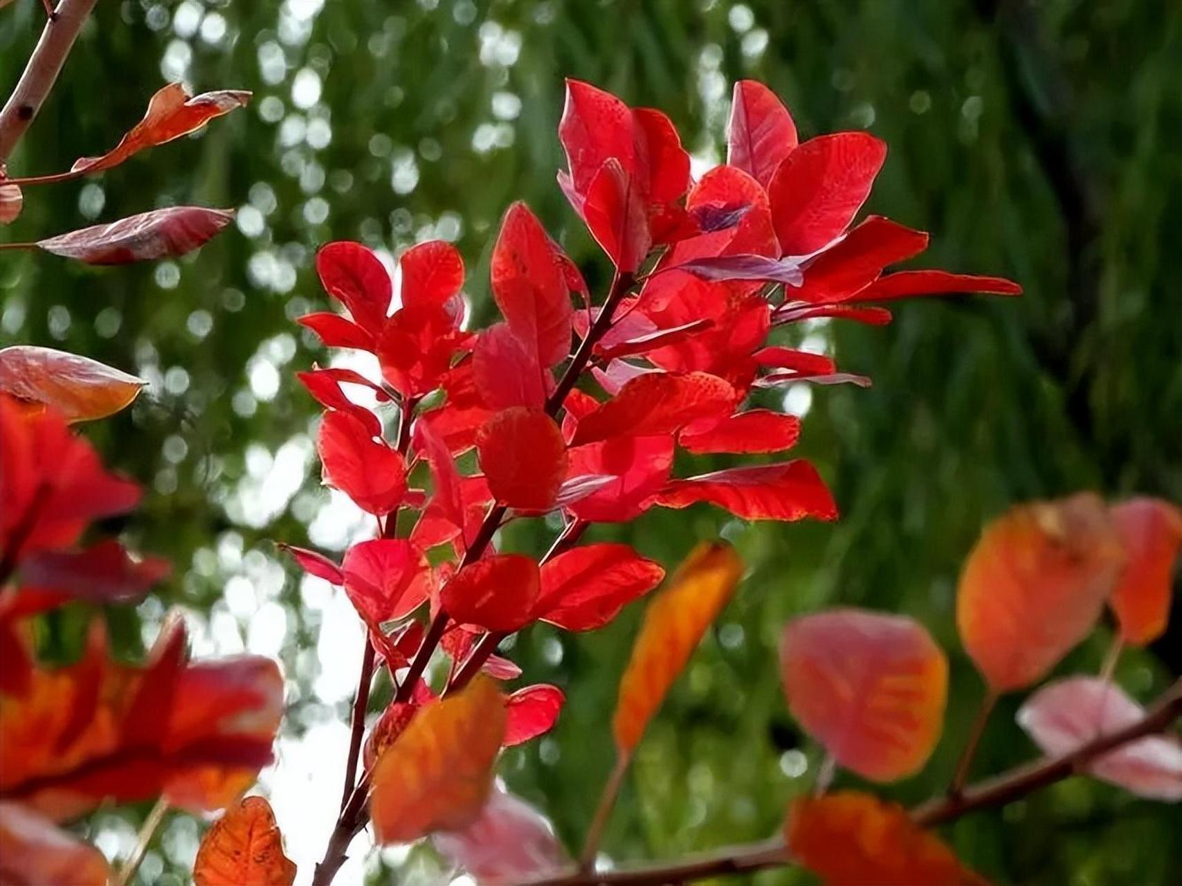 红叶植物图片