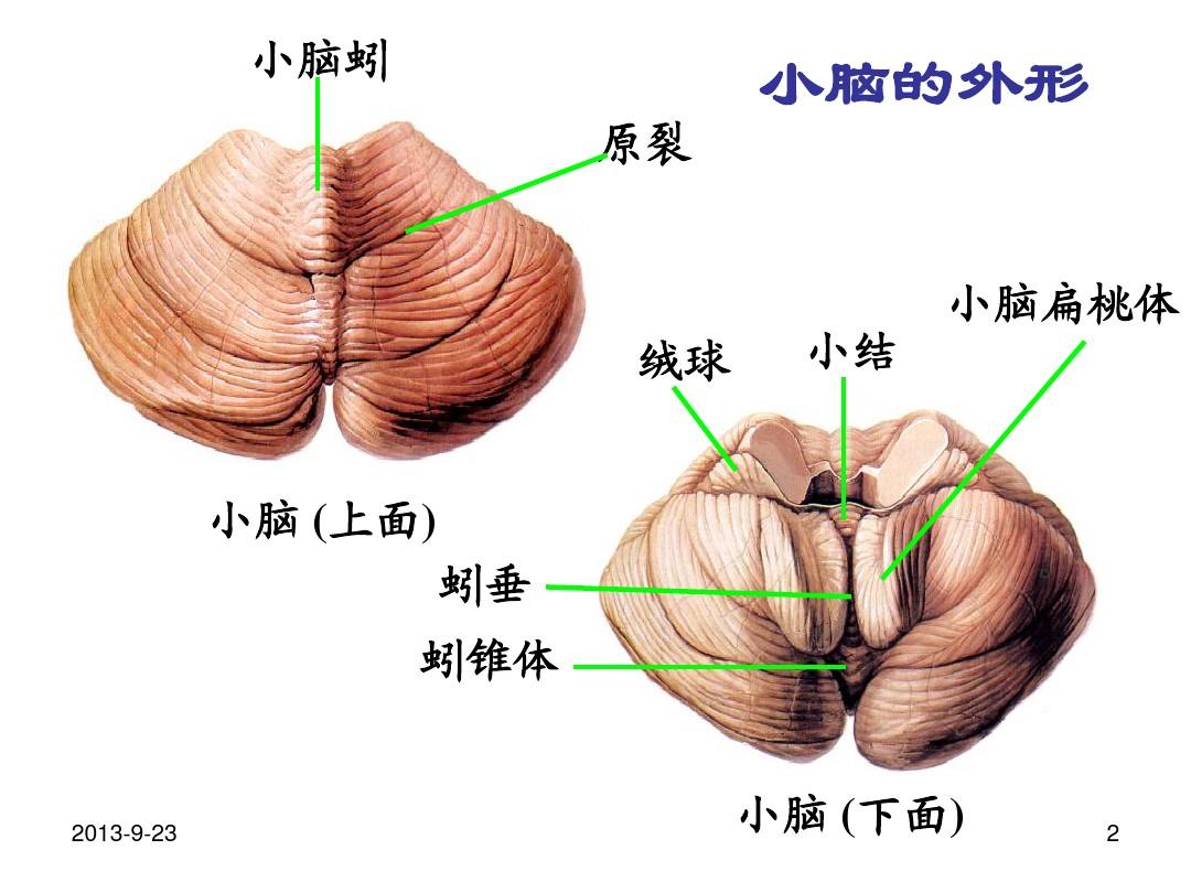 大脑的幕后大佬