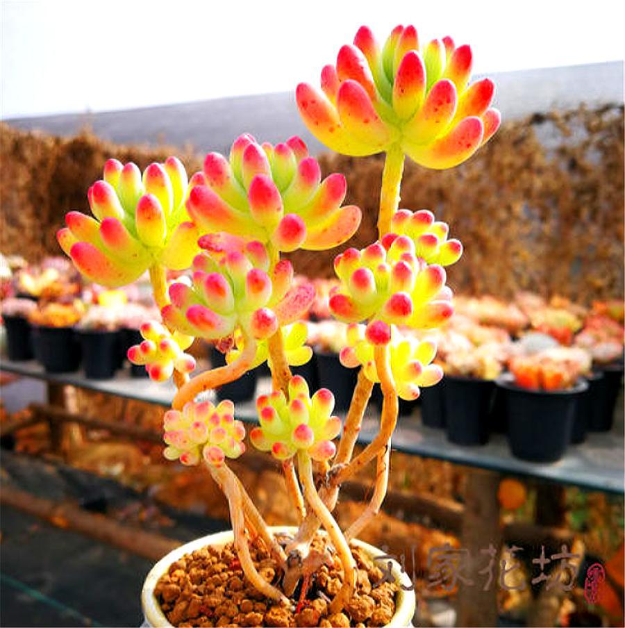 四川一29太太,因养多肉而"圈粉10万 ",从2楼垂到1楼,太霸气