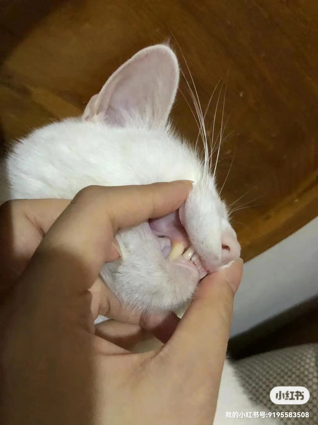 关于猫咪贫血看这四个地方