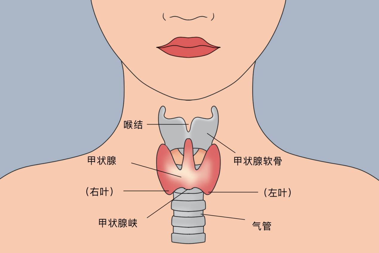 我国超2亿人患甲状腺病?世卫组织:停止食用2馒头,助力健康