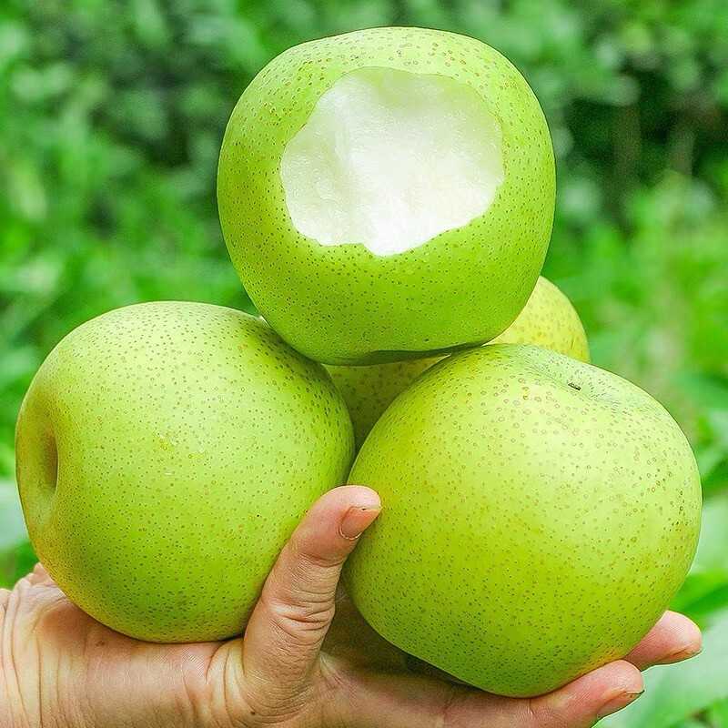 翠玉梨品种介绍,翠玉梨苗栽植方法