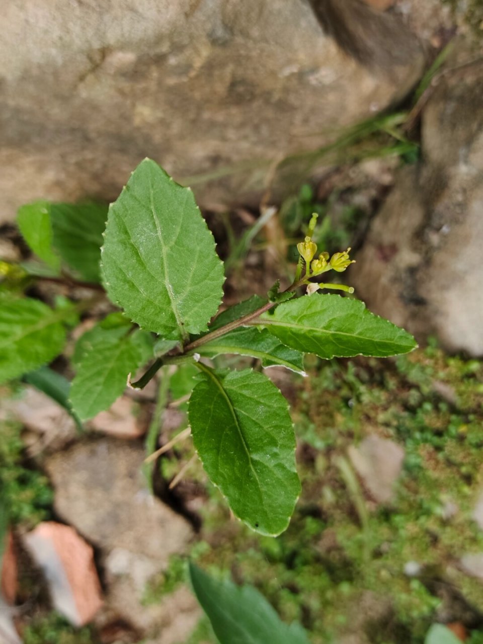 [167]每天认识一种植物—蔊(hàn)菜  学名rorippa indica的蔊菜,又被