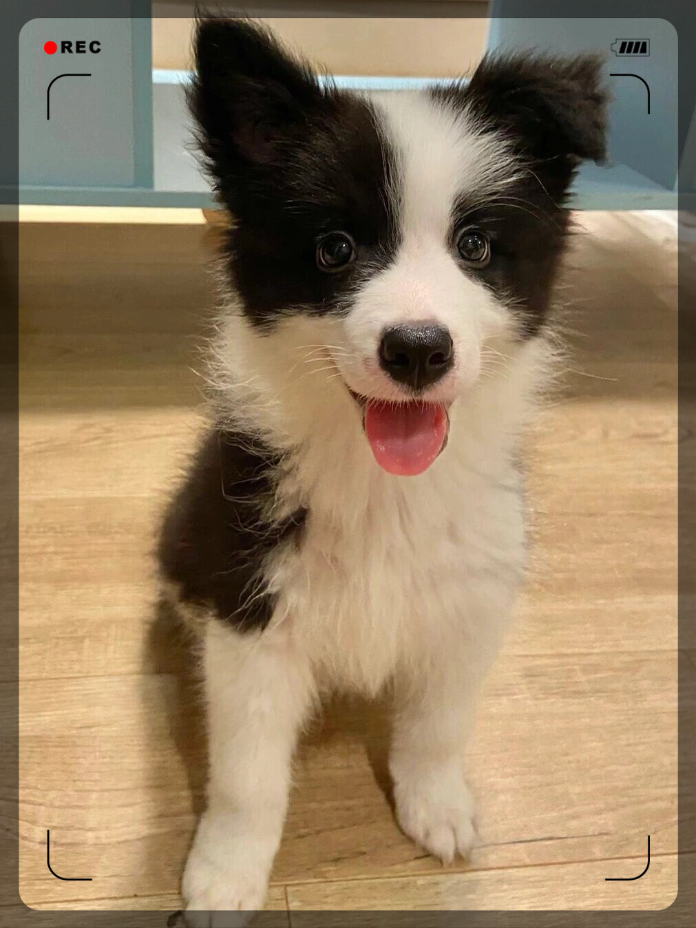 边牧的开心瞬间  看这小眼神,看这举手动作,仿佛在说:"主人,快看我!