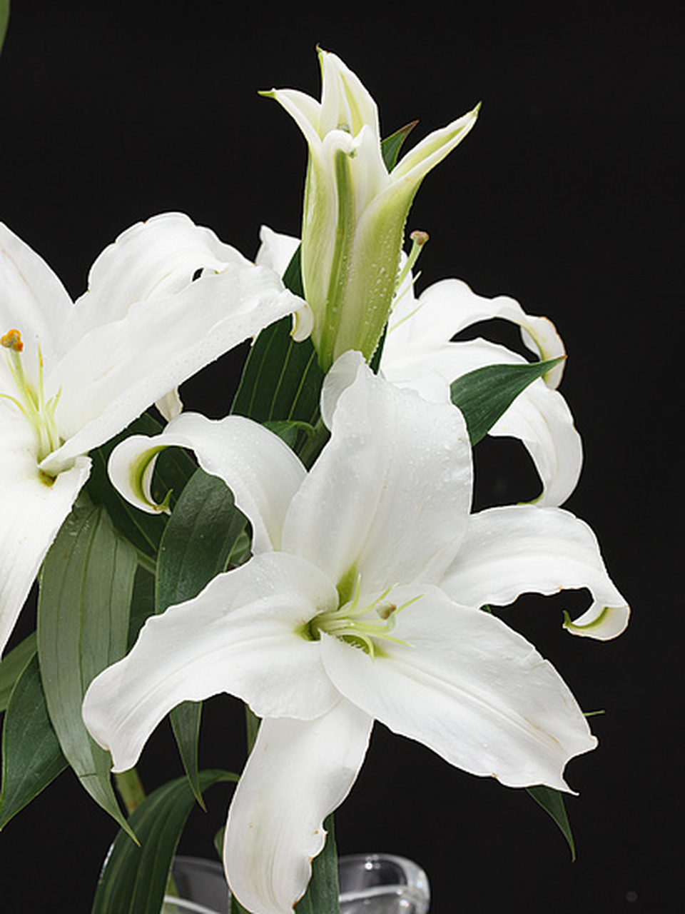 地黄,百合两味药以柔克刚,治好你的抑郁,焦虑病.