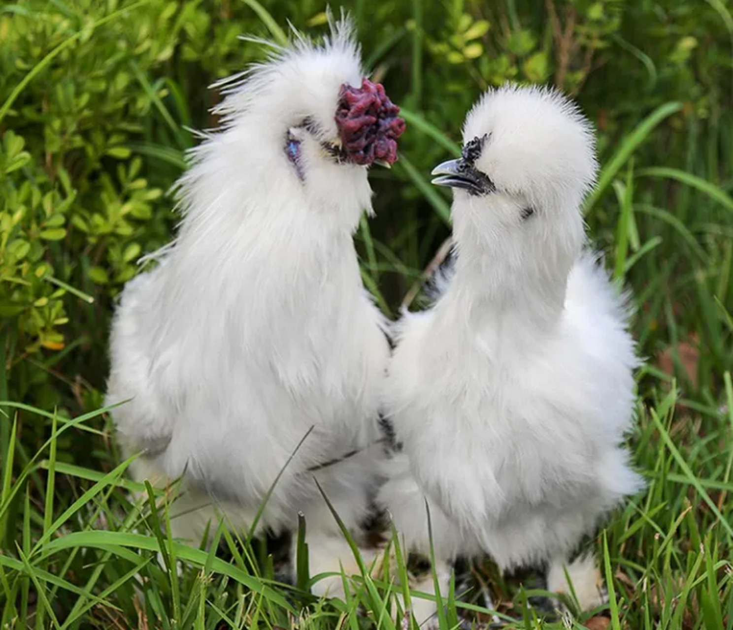 新春年货不打烊#  今天要探秘的是被誉为"鸡中贵族"的江西泰和乌鸡.