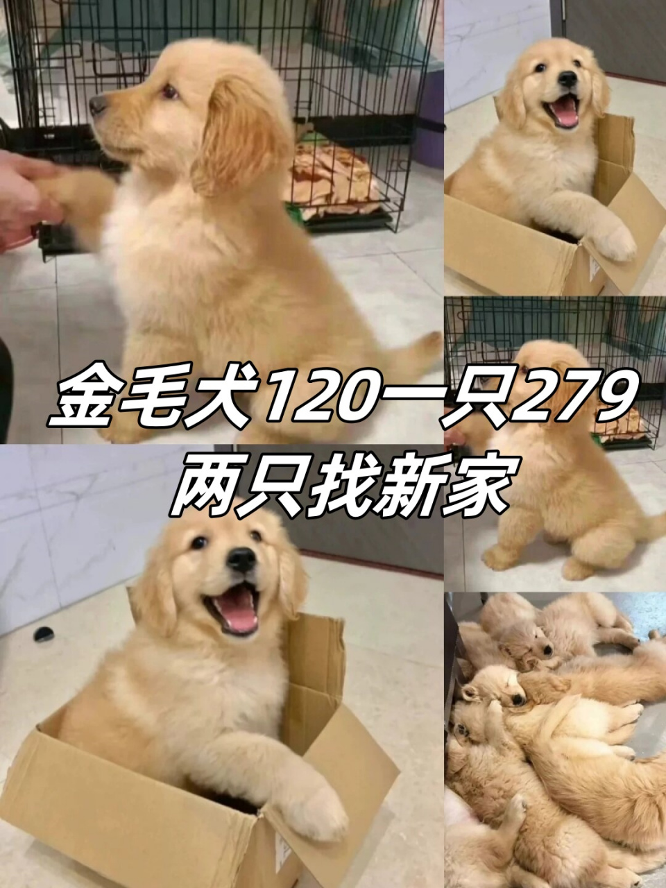 这两个月大的小金毛犬外形靓丽,惹人喜爱,并且已经按照计划接种了疫苗