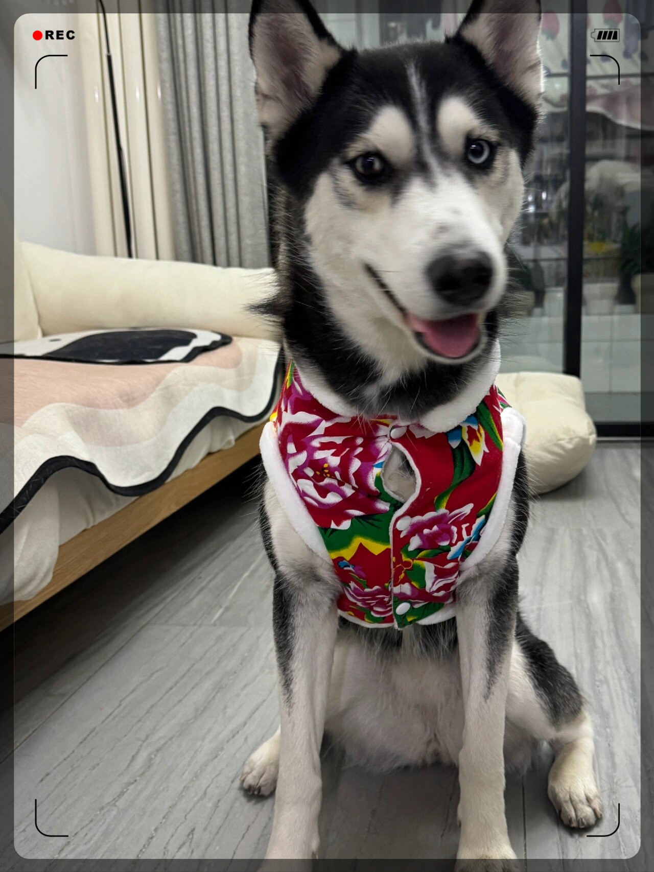 冬日里的小雪花飘落,我们家哈士奇穿上了东北大花