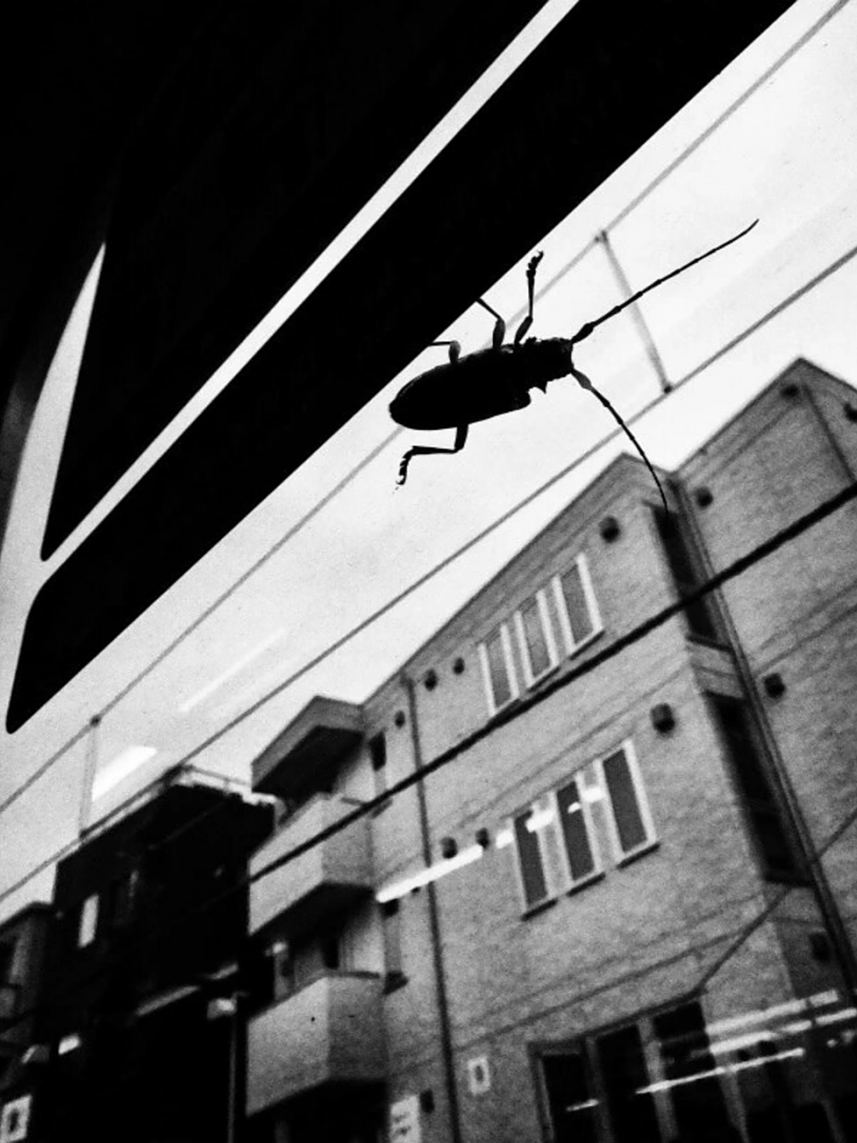 森山大道摄影作品合集 森山大道,这位来自日本的名摄影师,被誉为日本