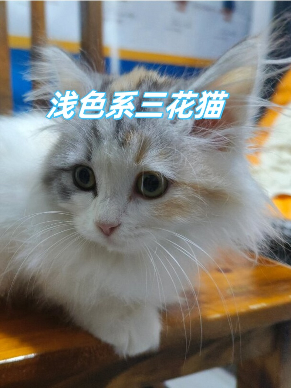 花猫品种 三花图片