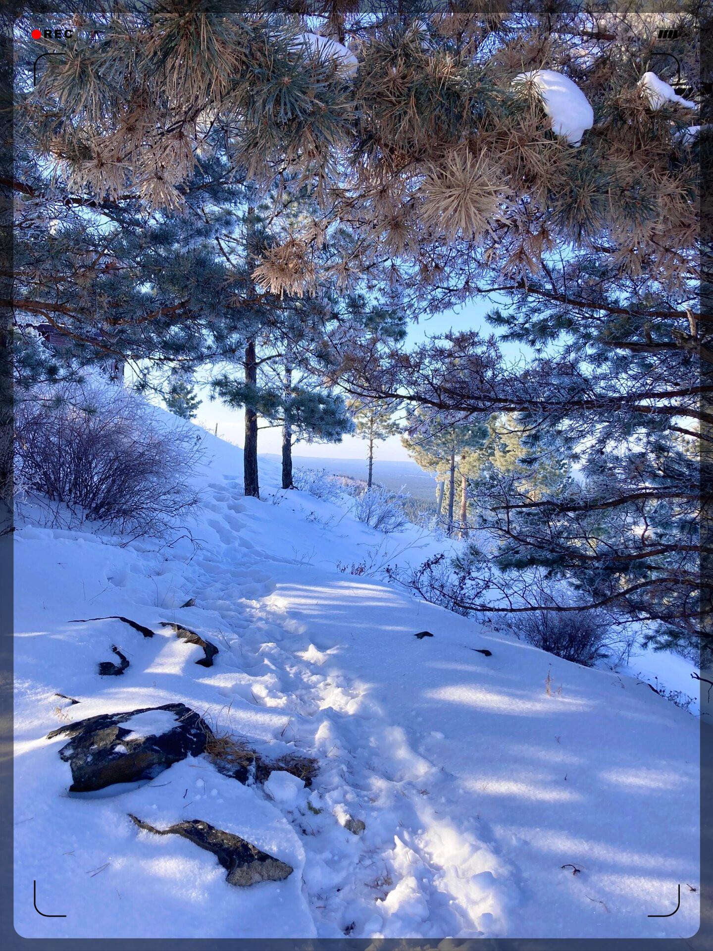 雪白茫茫的大地上选了一片茂密的樟子松林这里成了露营的胜地