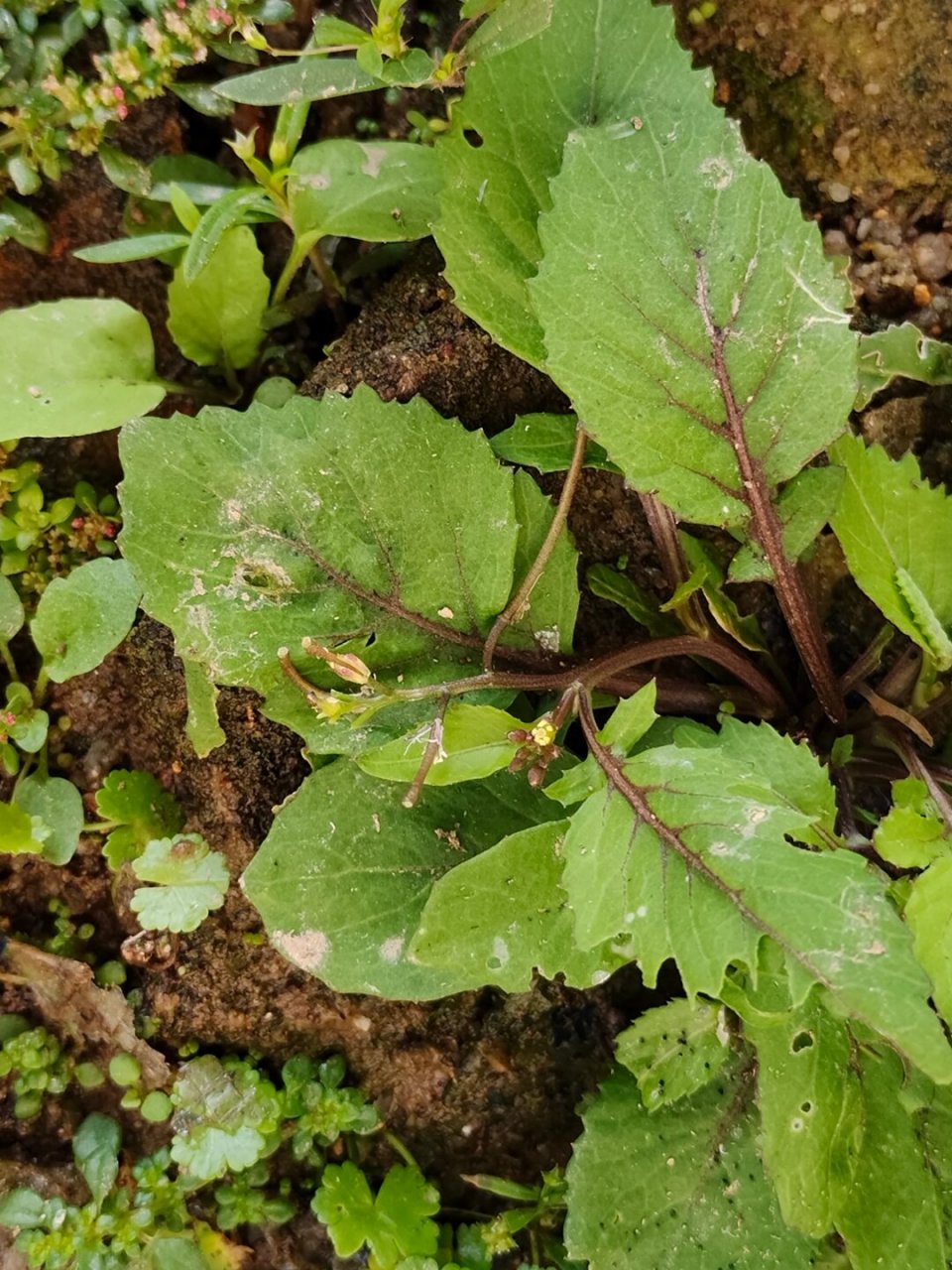 [167]每天认识一种植物—蔊(hàn)菜  学名rorippa indica的蔊菜,又被