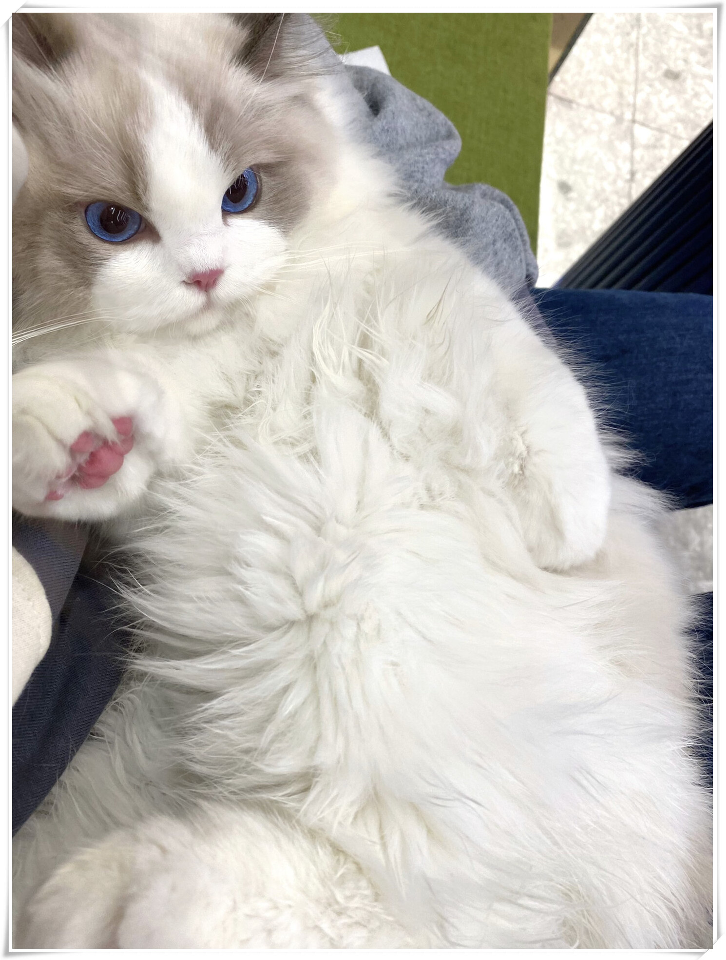 比较赶 忘记让奶米先在家解决 结果在奶茶店刚坐没一会儿就憋不住尿了