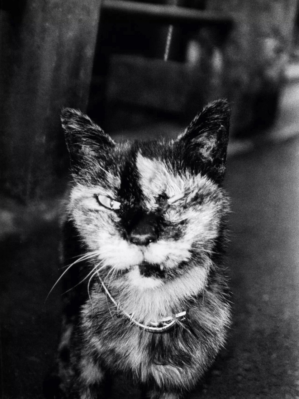 森山大道摄影作品合集 森山大道,这位来自日本的名摄影师,被誉为日本