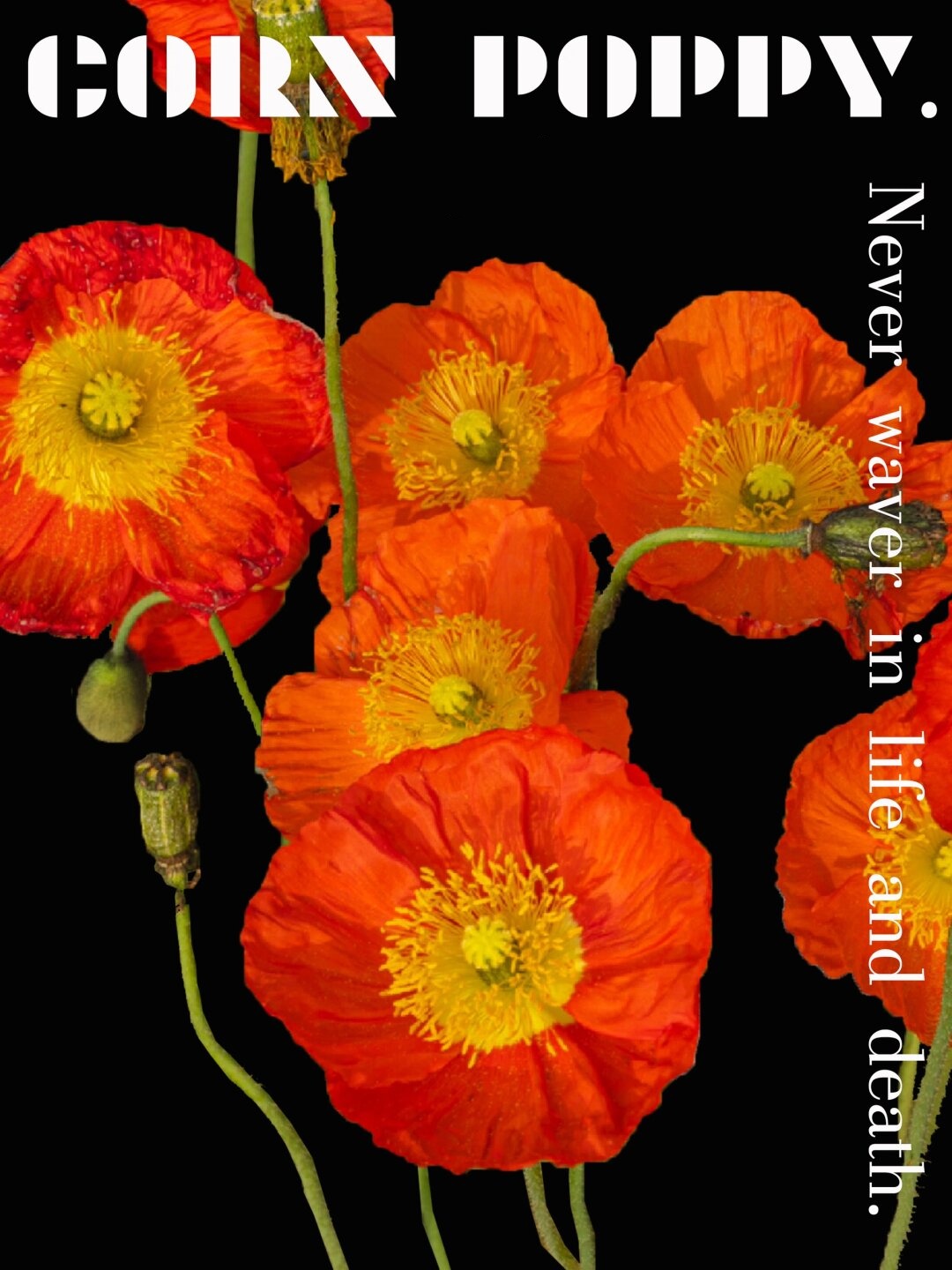 别名:丽春花,赛牡丹,仙女蒿  虞美人是罂粟科的美丽成员,它