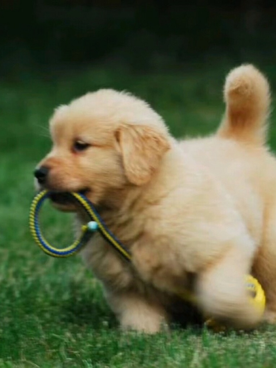 好看的英系金毛  这只温顺可爱的金毛犬哈基米,乖巧可人.