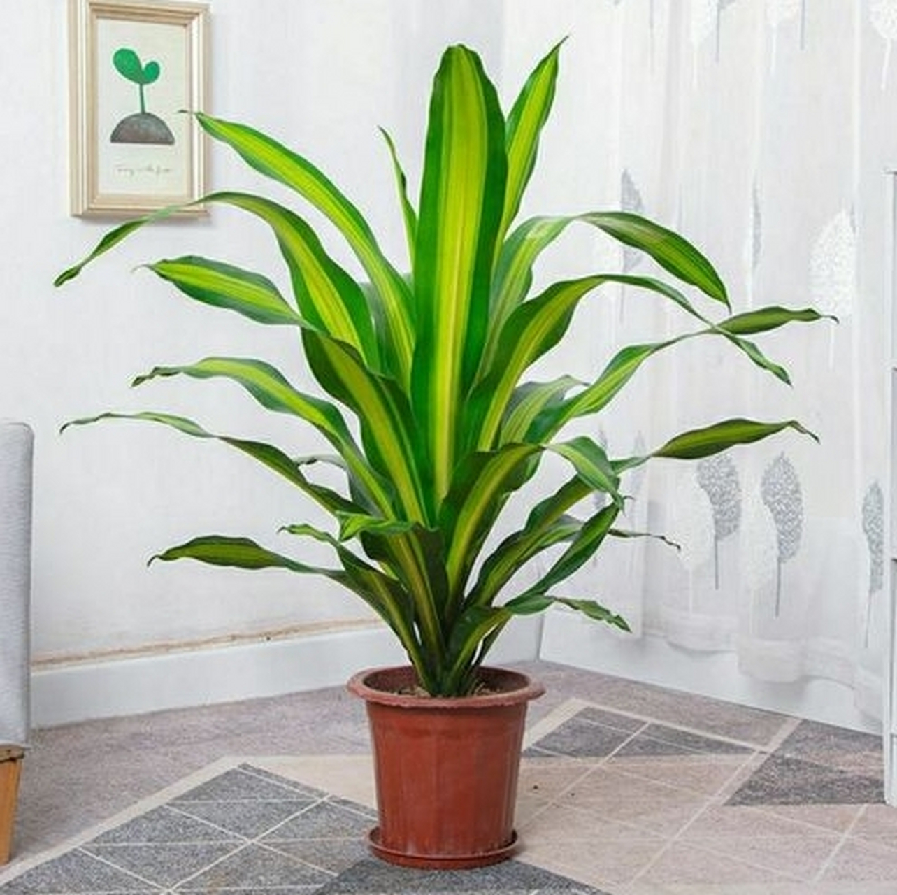 巴西美人铁的养殖方法.