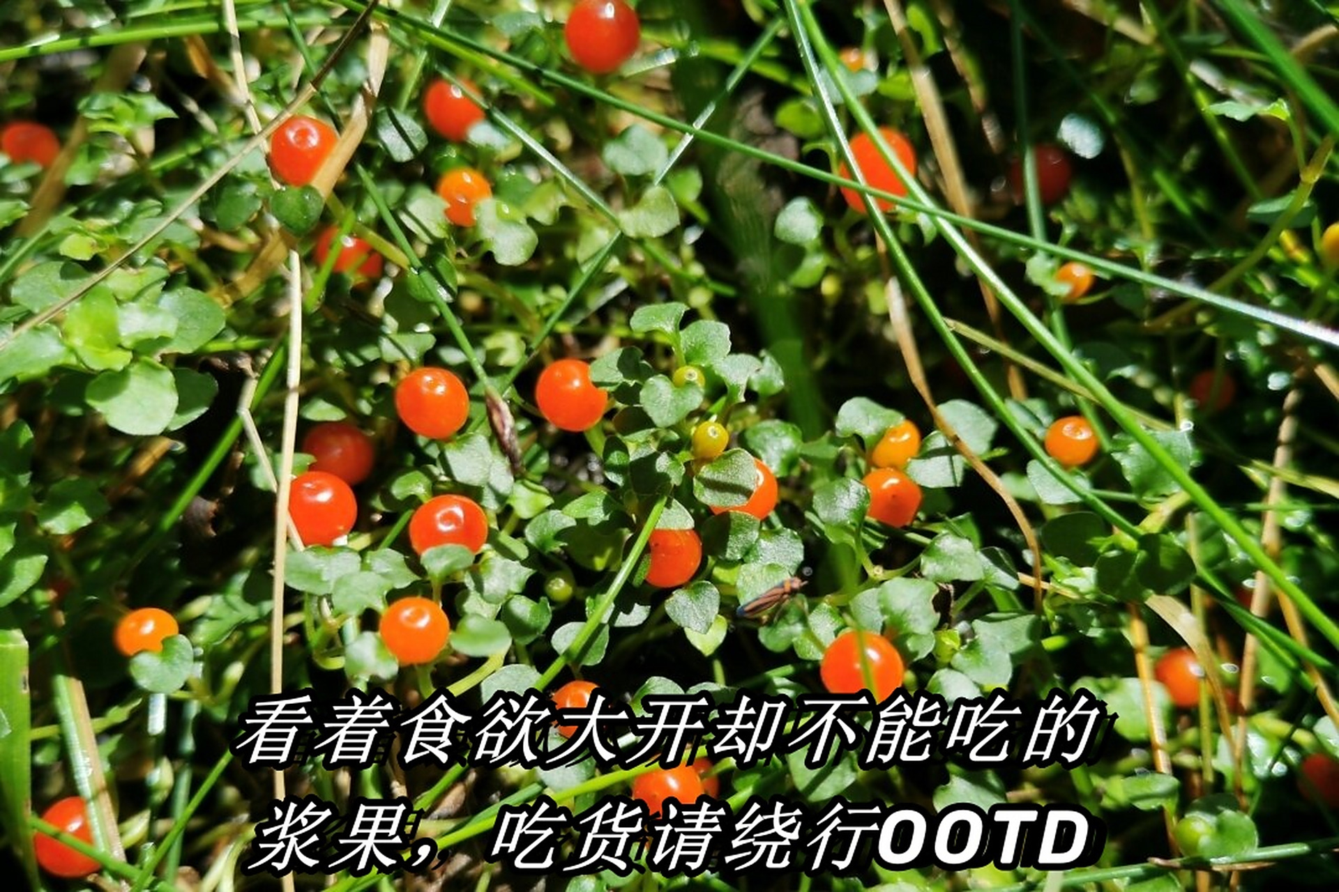 看着食欲大开却不能吃的浆果,吃货请绕行