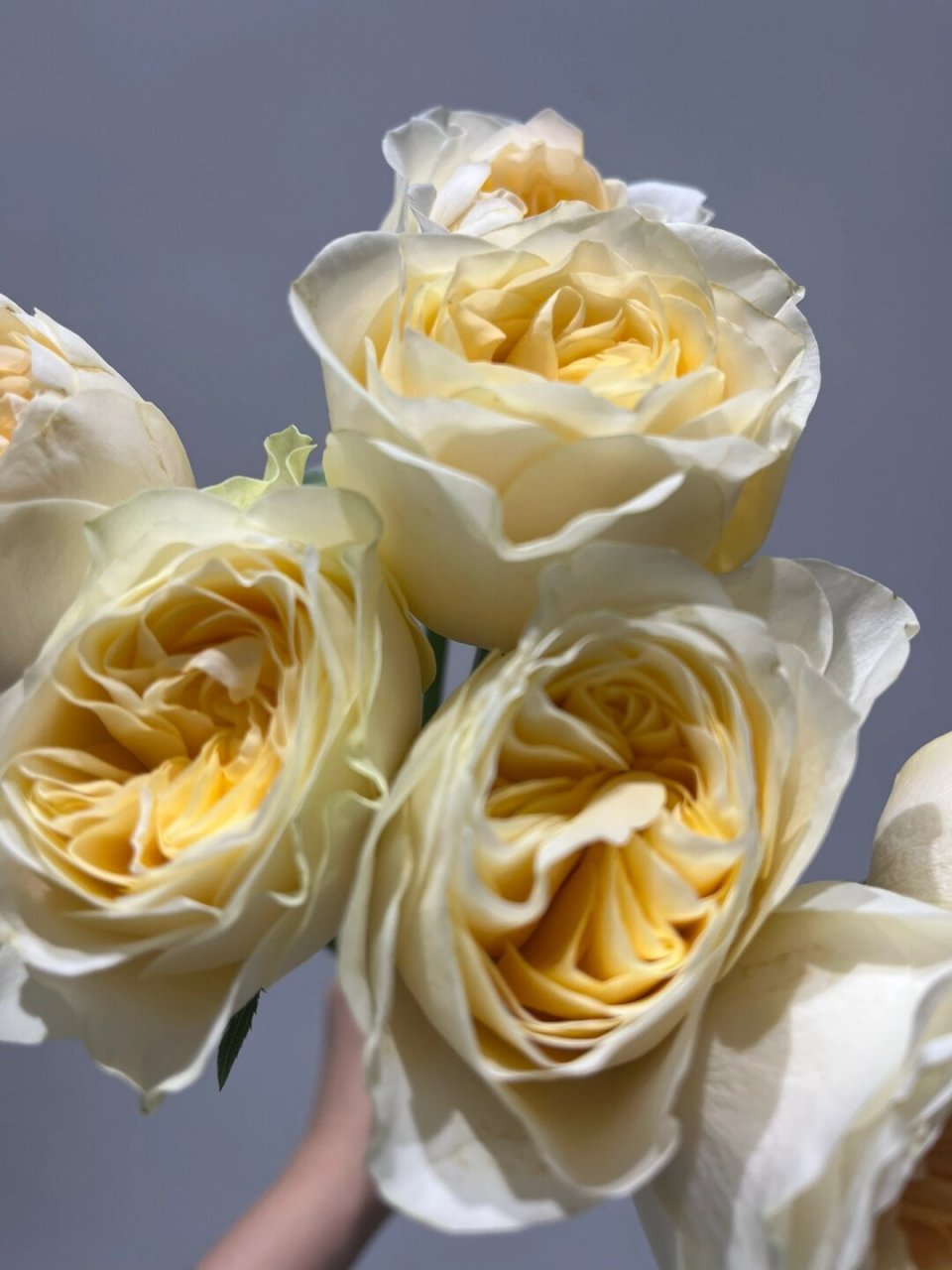 每天带你认识一种花材|奶油杯  奶油杯玫瑰,花语温柔情感,友谊与柔和