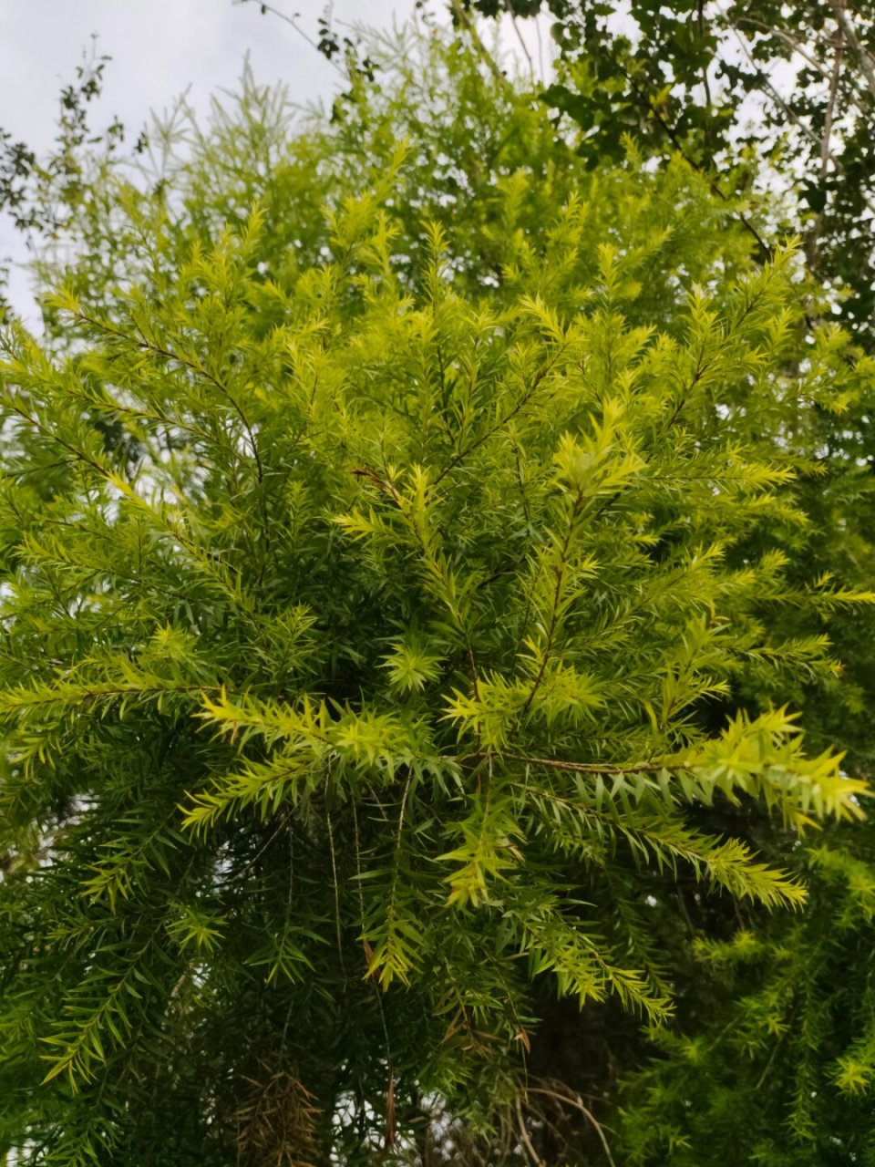 串钱柳花程式图片