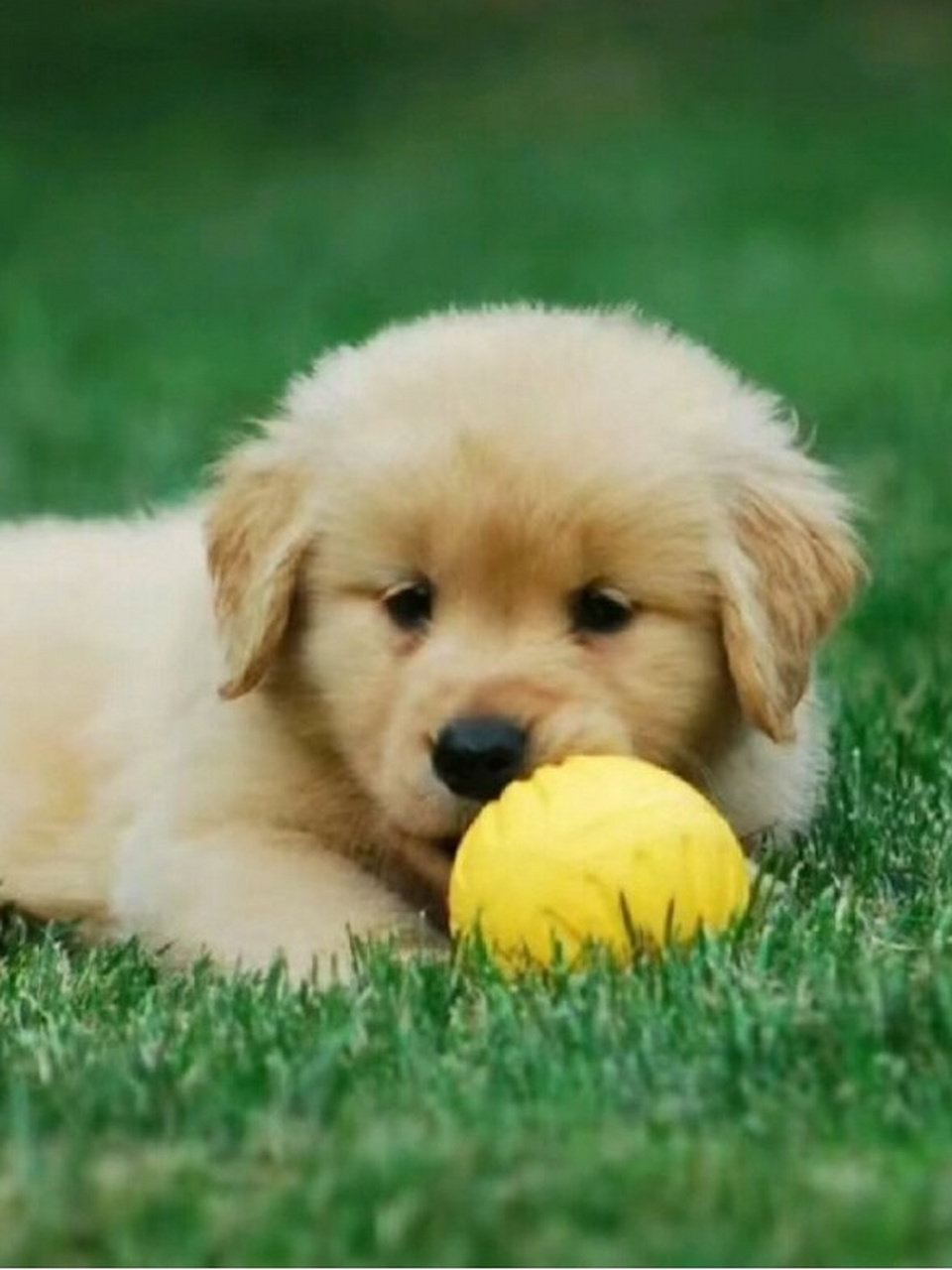 好看的英系金毛  这只温顺可爱的金毛犬哈基米,乖巧可人.