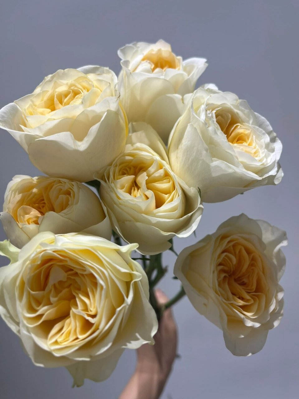 每天带你认识一种花材|奶油杯  奶油杯玫瑰,花语温柔情感,友谊与柔和