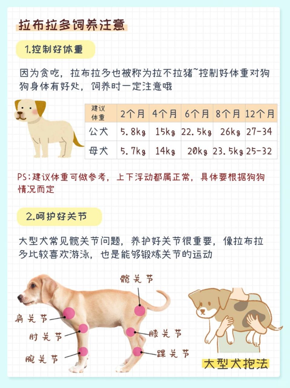 一旦经过良好的训练,拉布拉多通常会成为一只听话和懂事的宠物.