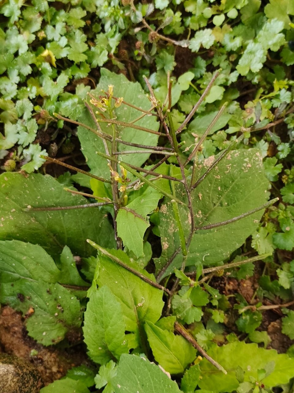认识一种植物—蔊(hàn)菜  学名rorippa indica的蔊菜,又被称为葶苈