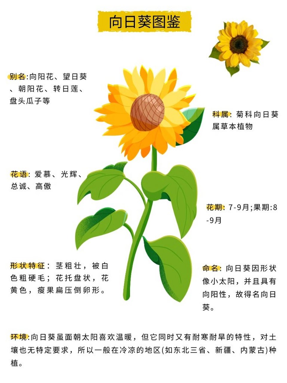 自然科普|落在地上的太阳花  向日葵,又称太阳花,是夏季最耀眼的存在.