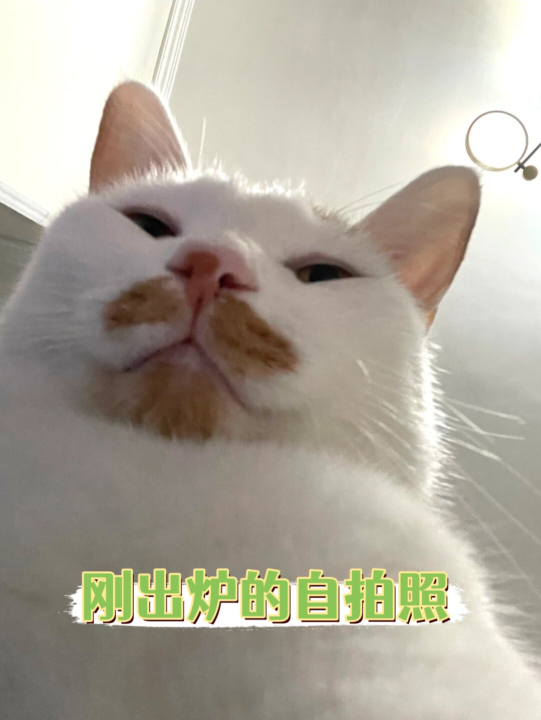 他的表情和动作真是比家里的"刚子"还搞笑