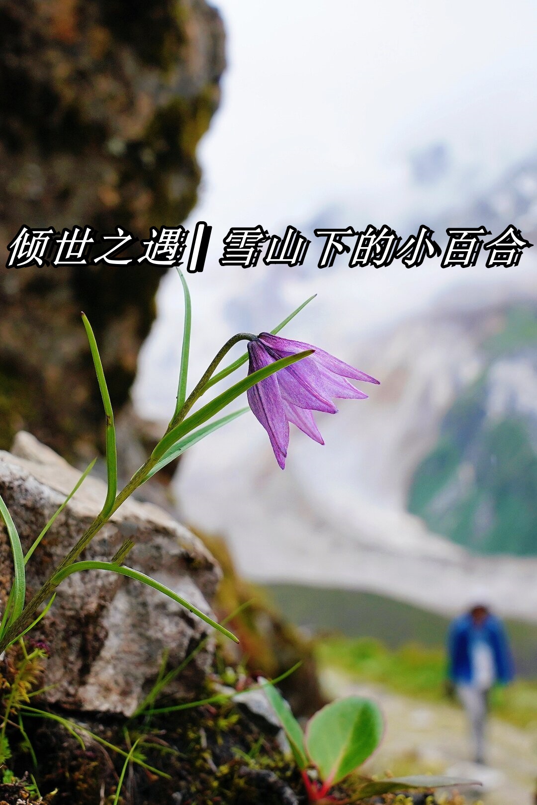 小百合学名lilium nanum属于百合科百合属是一