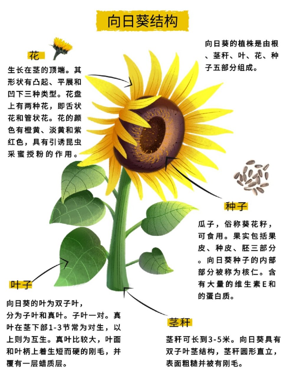 向日葵的成长过程充满了神奇.